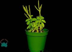 Peperomia Dolabriformis Sukulent