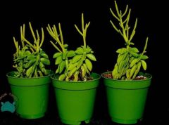 Peperomia Dolabriformis Sukulent