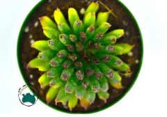 Sempervivum Tectorum Oddity Mercan Sukulent Özel Tür (8,5cmsaksı)