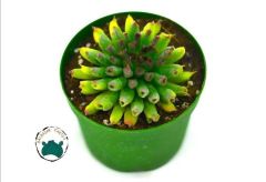Sempervivum Tectorum Oddity Mercan Sukulent Özel Tür (8,5cmsaksı)