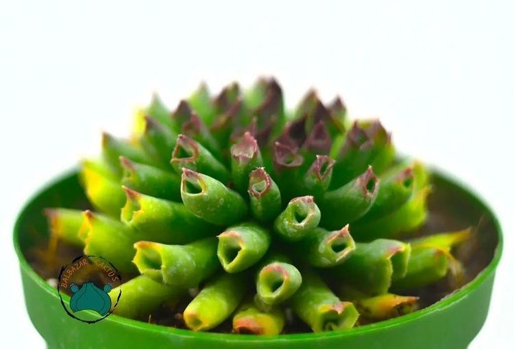 Sempervivum Tectorum Oddity Mercan Sukulent Özel Tür (8,5cmsaksı)