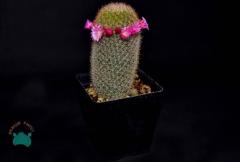 Mammillaria Pilcayensis - Kral Tacı Kaktüs (8,5cmlik saksı)