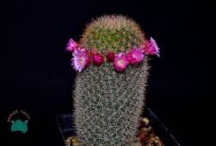 Mammillaria Pilcayensis - Kral Tacı Kaktüs (8,5cmlik saksı)
