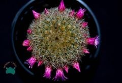 Mammillaria Pilcayensis - Kral Tacı Kaktüs (8,5cmlik saksı)