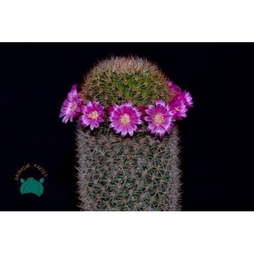 Mammillaria Pilcayensis - Kral Tacı Kaktüs (8,5cmlik saksı)