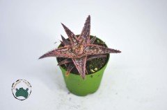 Aloe Orange Marmalade Turuncu Sukulent Özel Tür