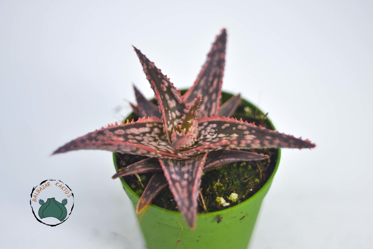 Aloe Orange Marmalade Turuncu Sukulent Özel Tür