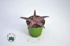 Aloe Orange Marmalade Turuncu Sukulent Özel Tür