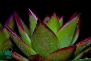 Echeveria Agavoides Ebony - Ruj Sukulent (8.5cmlik saksı)