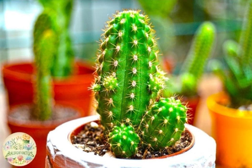 Chamaecereus Silvestrii Hybrid - Yılan Kaktüs Kırmızı Çiçek Açar