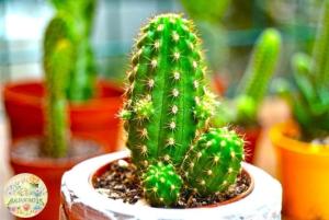 Chamaecereus Silvestrii Hybrid - Yılan Kaktüs Kırmızı Çiçek Açar