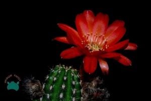 Chamaecereus Silvestrii Hybrid - Yılan Kaktüs Kırmızı Çiçek Açar