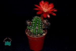 Chamaecereus Silvestrii Hybrid - Yılan Kaktüs Kırmızı Çiçek Açar