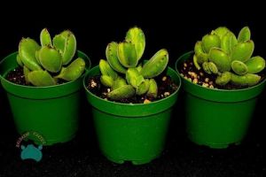 Cotyledon Ladismithiensis - Ayı Pençesi Sukulent (8.5cm saksıda)