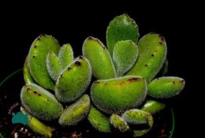 Cotyledon Ladismithiensis - Ayı Pençesi Sukulent (8.5cm saksıda)