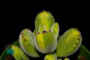 Cotyledon Ladismithiensis - Ayı Pençesi Sukulent (8.5cm saksıda)