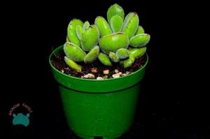 Cotyledon Ladismithiensis - Ayı Pençesi Sukulent (8.5cm saksıda)