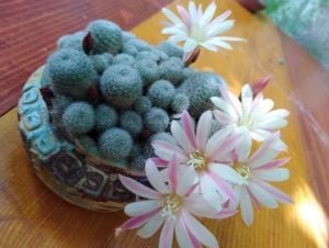 Rebutia Heliosa Sunrise Kaktüs - Bol Yavrulu Beyaz Pembe Çiçek Açan Koleksiyonluk Tür