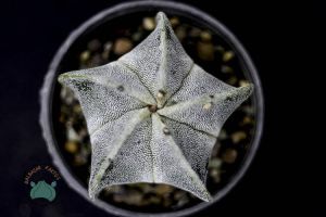 Astrophytum Myriostigma Kaktüs - Koleksiyonluk Tür (10.5cm saksı)