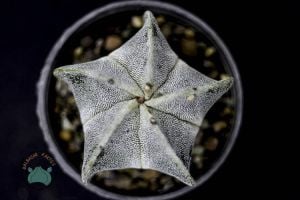 Astrophytum Myriostigma Kaktüs - Koleksiyonluk Tür (12cm saksı)