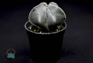 Astrophytum Myriostigma Kaktüs - Koleksiyonluk Tür (10.5cm saksı)