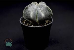 Astrophytum Myriostigma Kaktüs - Koleksiyonluk Tür (12cm saksı)