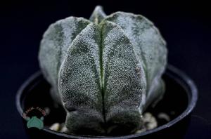 Astrophytum Myriostigma Kaktüs - Koleksiyonluk Tür (12cm saksı)