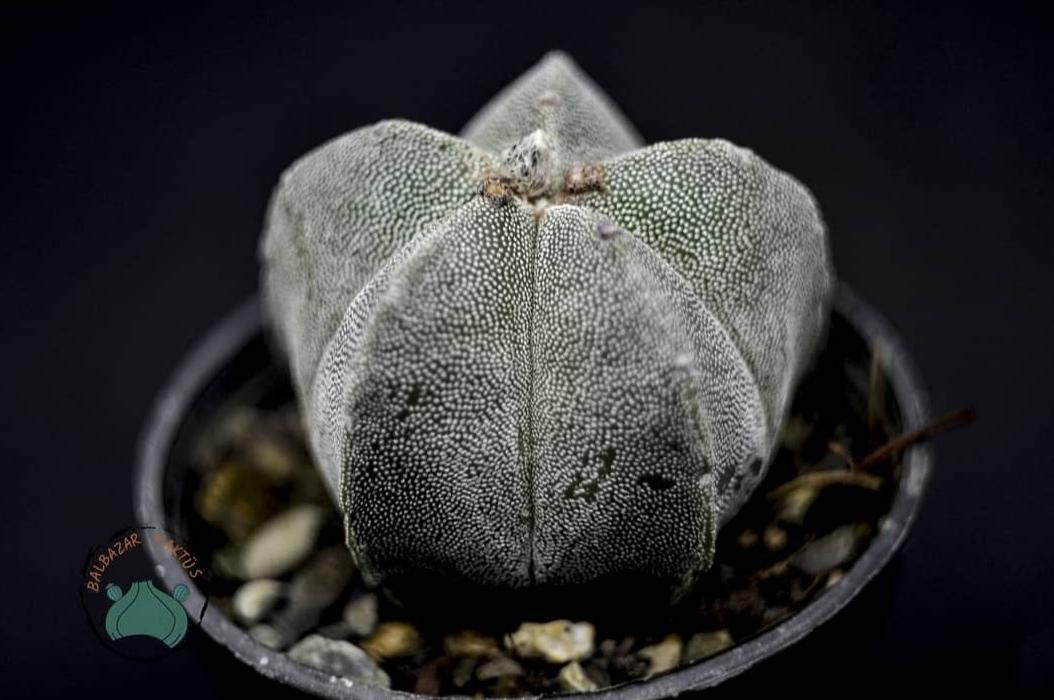 Astrophytum Myriostigma Kaktüs - Koleksiyonluk Tür (12cm saksı)