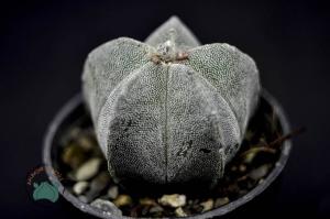 Astrophytum Myriostigma Kaktüs - Koleksiyonluk Tür (12cm saksı)