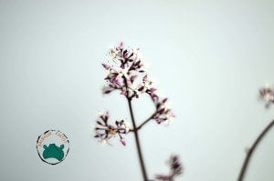 Crassula Purpledragon - Pembe Ejder Sukulent Özel Tür