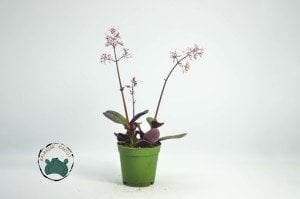 Crassula Purpledragon - Pembe Ejder Sukulent Özel Tür