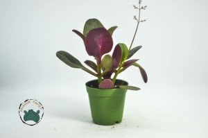 Crassula Purpledragon - Pembe Ejder Sukulent Özel Tür