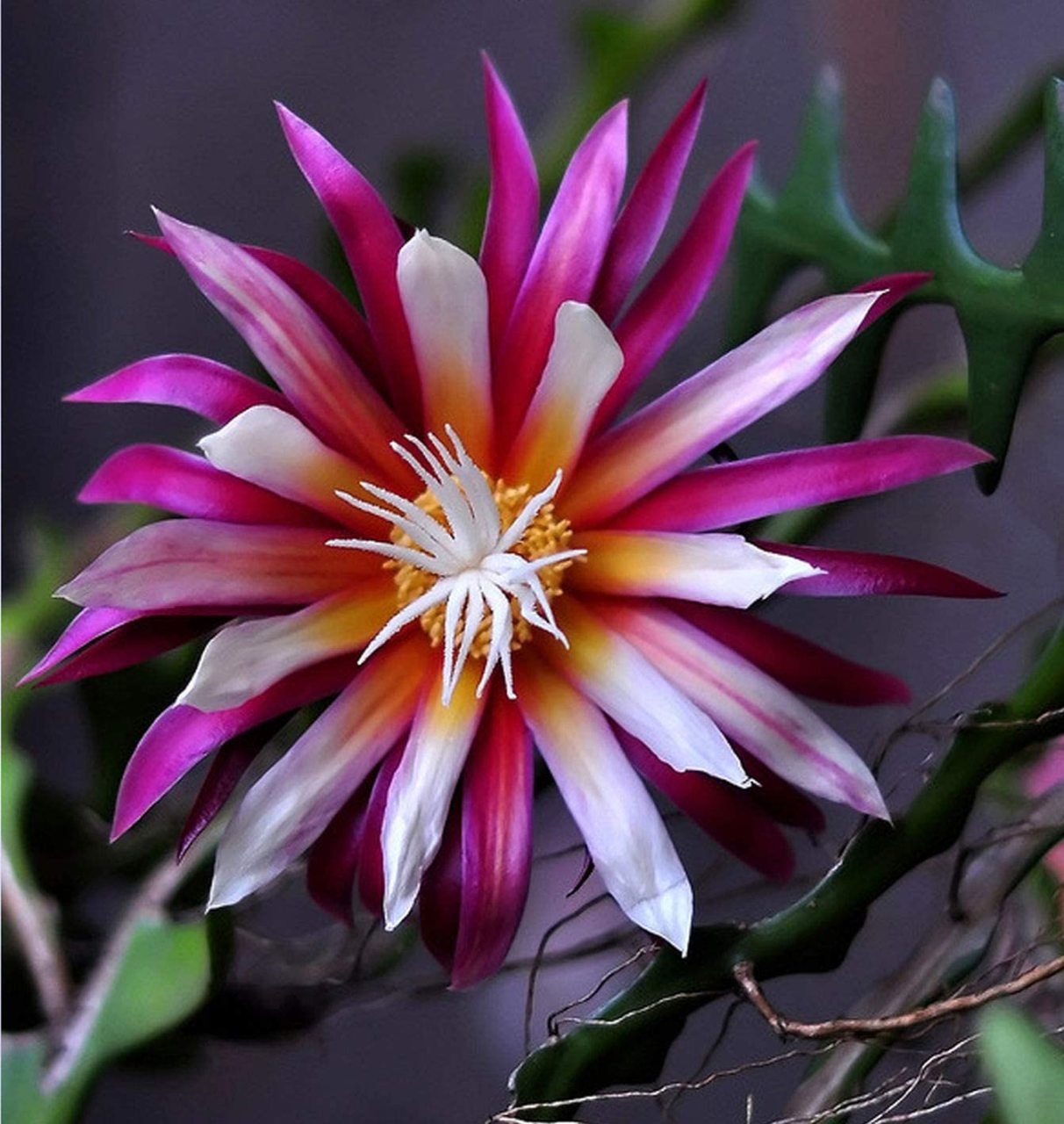 Epiphyllum Anguliger - Kılçık Atlas - Balık Kılçığı Kaktüsü - İri Pembe Çiçek Açar