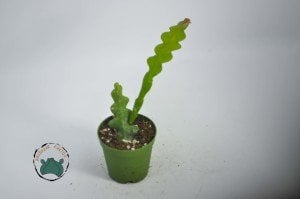 Epiphyllum Anguliger - Kılçık Atlas - Balık Kılçığı Kaktüsü - İri Pembe Çiçek Açar