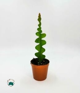 Epiphyllum Anguliger - Kılçık Atlas - Balık Kılçığı Kaktüsü - İri Pembe Çiçek Açar