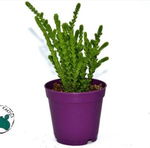 Crassula Muscosa Sukulent Prenses Çamı Yosun Crassula 8,5CM Saksıda