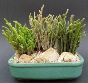 Crassula Muscosa Sukulent Prenses Çamı Yosun Crassula 8,5CM Saksıda