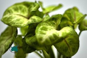 Syngonium White Butterfly - Beyaz Ok Başı Sarmaşığı (10.5cm saksıda)