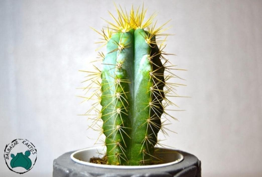 Pilosocereus Pachycladus Kaktüs - Mavi Sütun Kaktüs