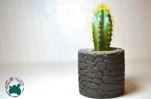 Pilosocereus Pachycladus Kaktüs - Mavi Sütun Kaktüs