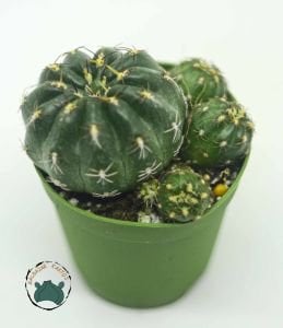 Matucana Polzii Kaktüs