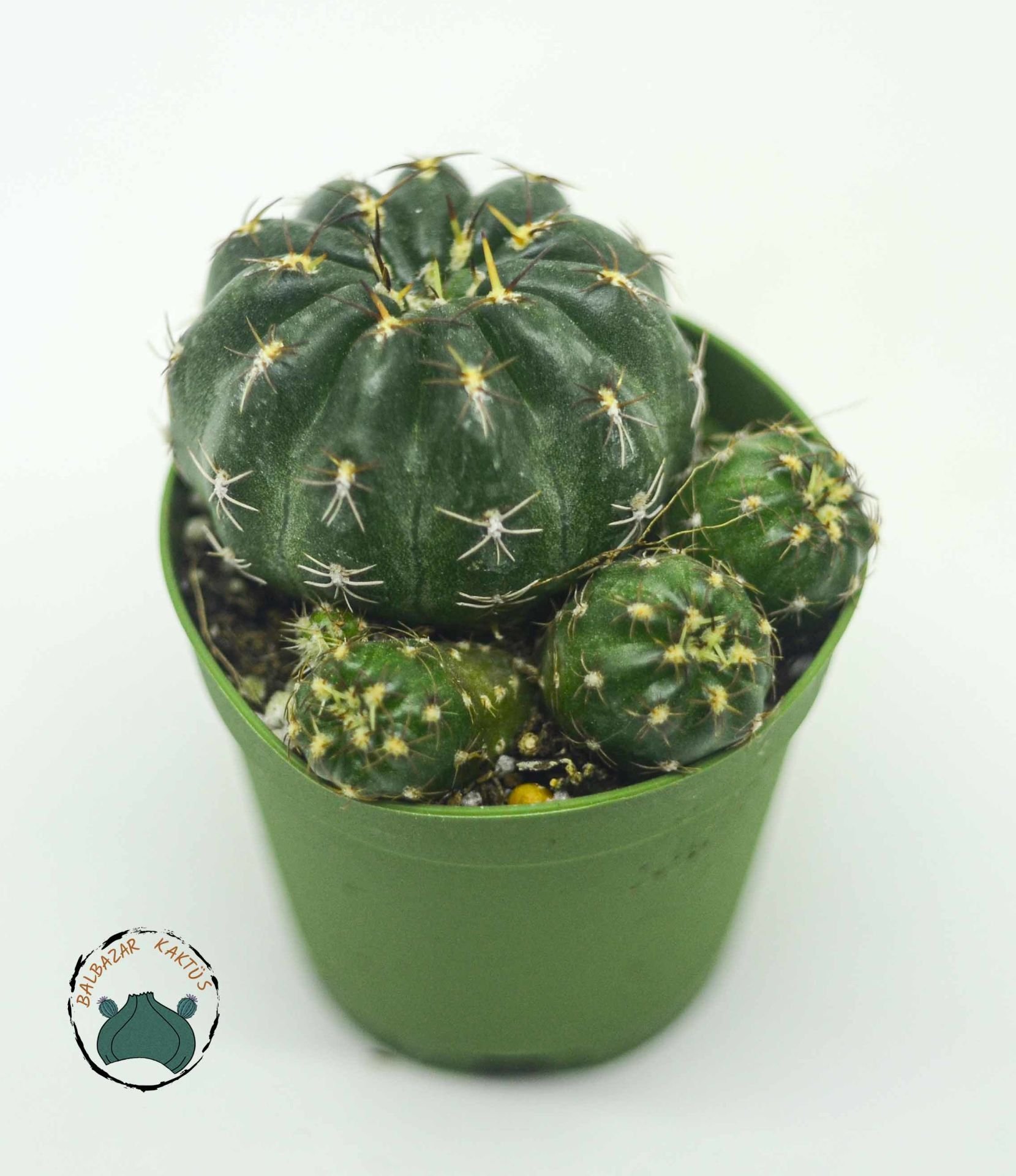 Matucana Polzii Kaktüs