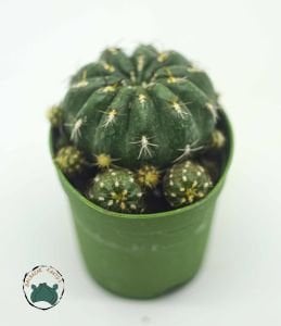 Matucana Polzii Kaktüs