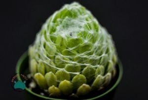 Sempervivum Arachnoideum Sukulet - Örümcek Ağlı Sukulent