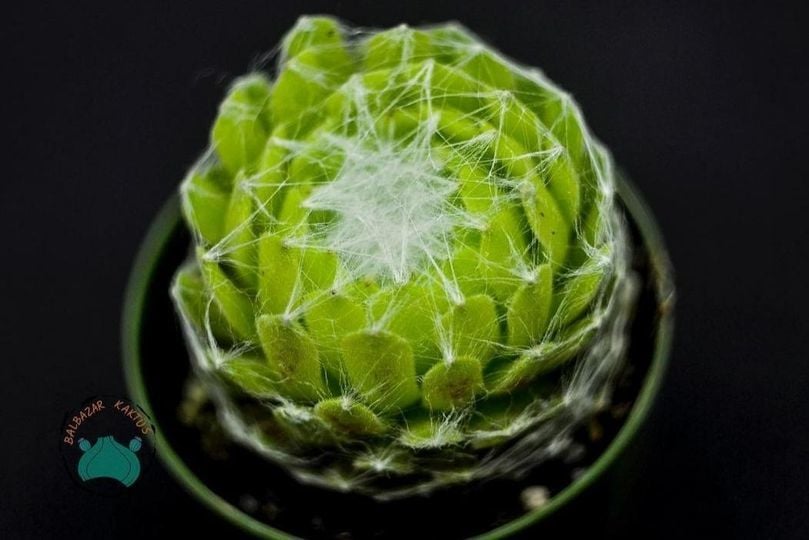 Sempervivum Arachnoideum Sukulet - Örümcek Ağlı Sukulent