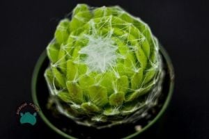 Sempervivum Arachnoideum Sukulet - Örümcek Ağlı Sukulent