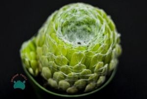 Sempervivum Arachnoideum Sukulet - Örümcek Ağlı Sukulent