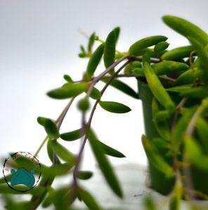 Othonna Capensis Rubra Sukulent - Yakut Kolyesi Sukulent