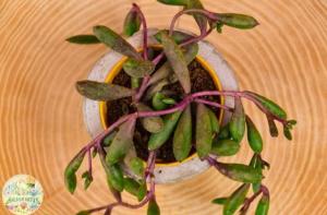 Othonna Capensis Rubra Sukulent - Yakut Kolyesi Sukulent