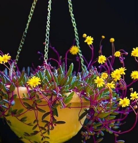 Othonna Capensis Rubra Sukulent - Yakut Kolyesi Sukulent